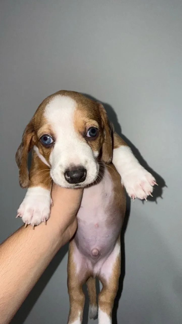 Salsicha/dachshund/teckel Macho - Foto 5