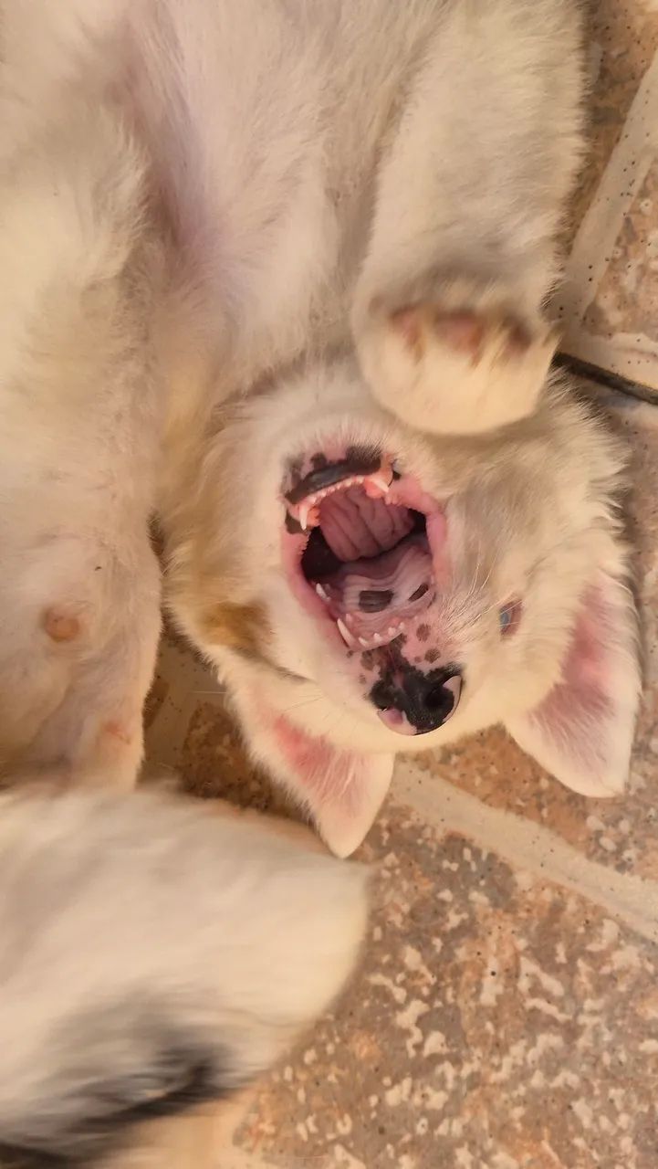 Boder collie macho (Leia o anúncio)  - Foto 4