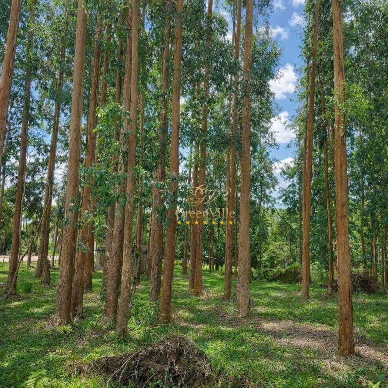 Balsa Nova - Fazenda Florestal