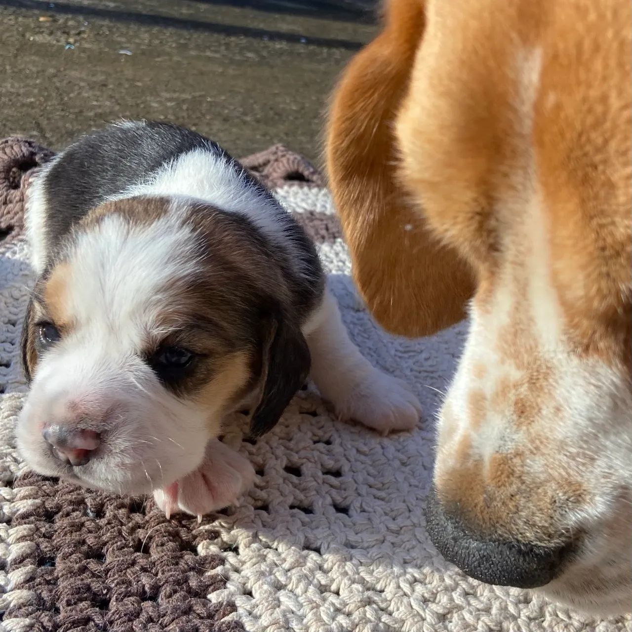 ?Filhote Beagle? - Foto 2