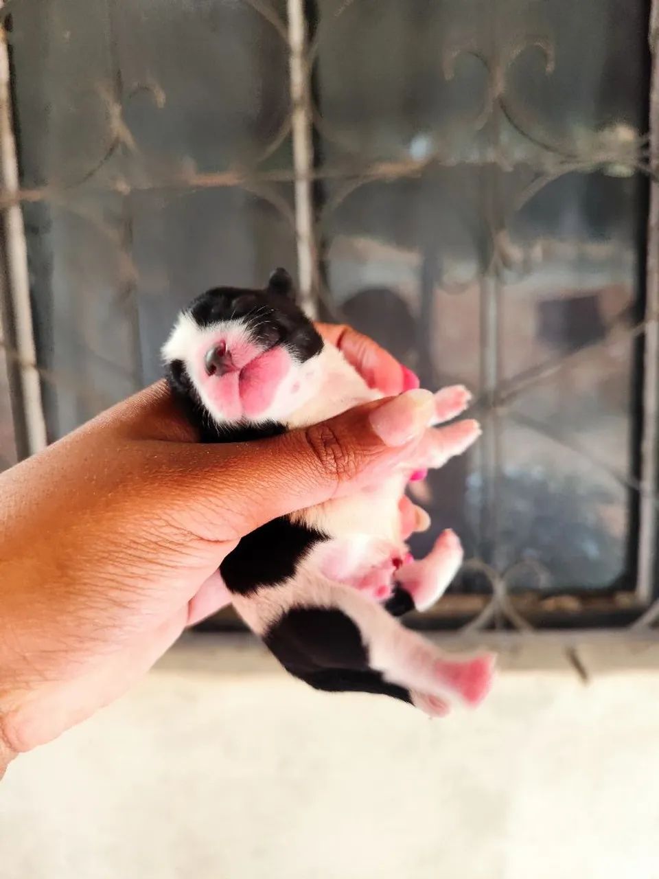 Cachorro  - Foto 5