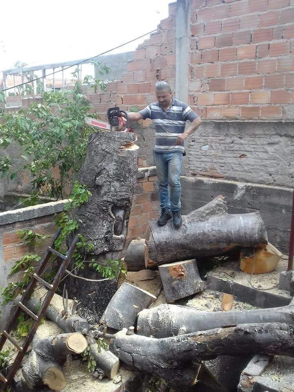 Supressão e poda de árvores  - Foto 5