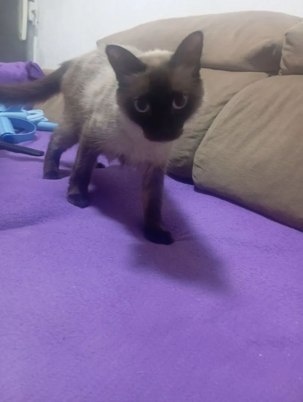 Doando essa Gata - Foto 3