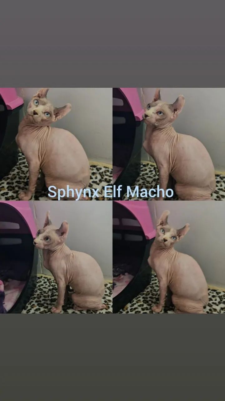 Sphynx Elf Filhotes - Gatil BSB Cat  - Foto 3
