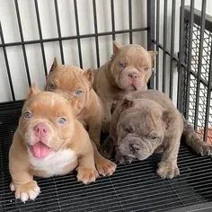 American Bully