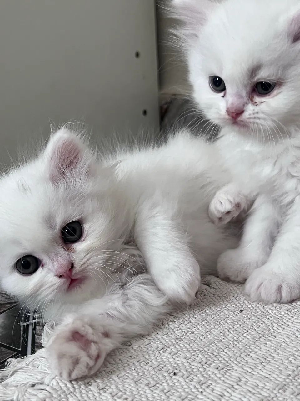 Gato persa  - Foto 3