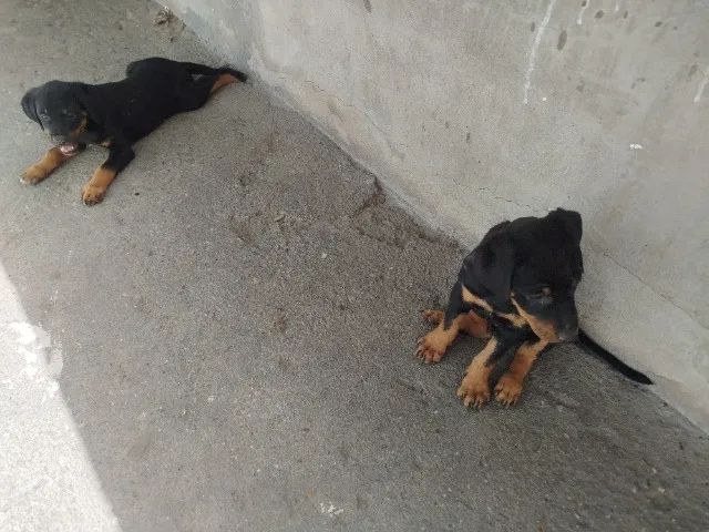 Cachorro Rottweiler - Foto 5