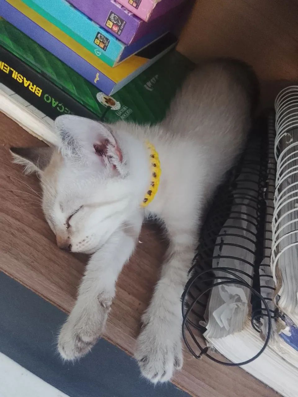Doação de gato siamês  - Foto 3