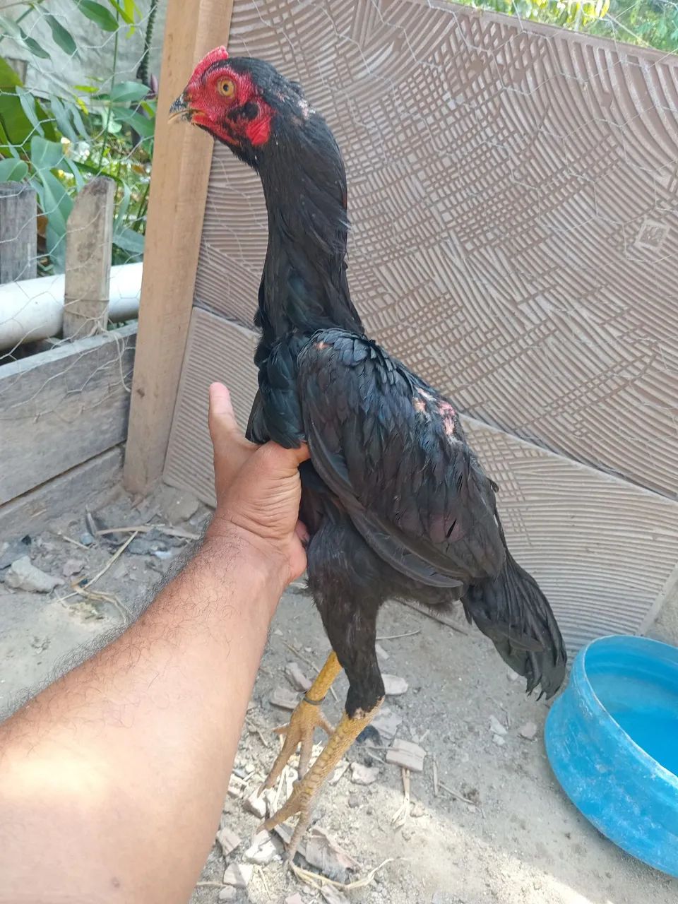 Frango mura - Foto 3
