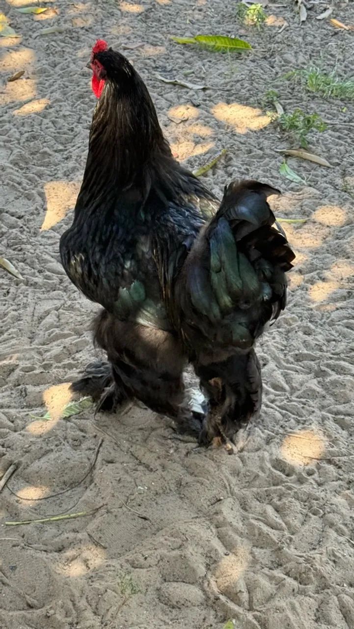 Galo Brahma  - Foto 2