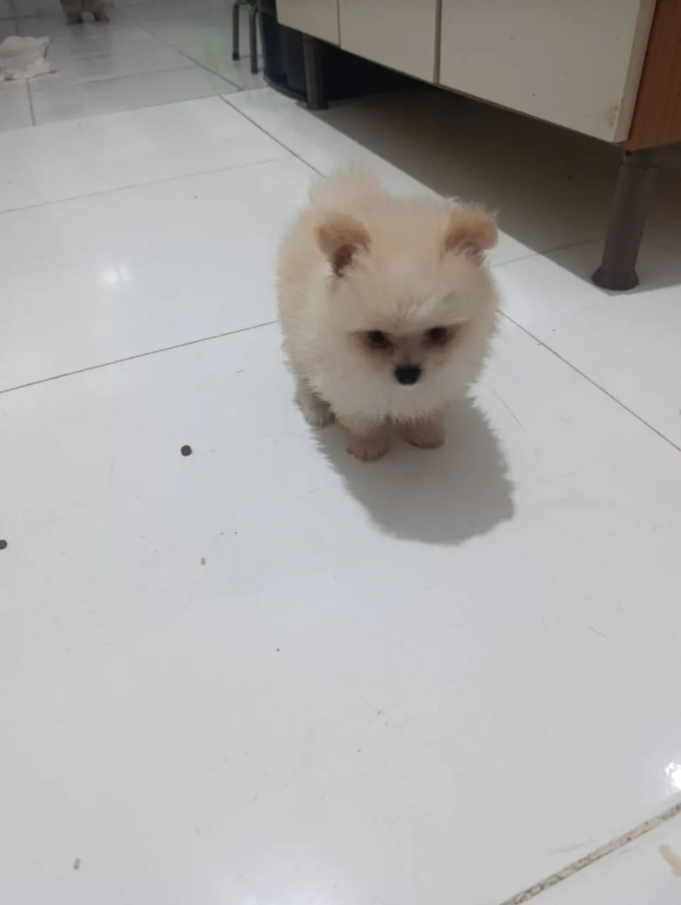 Spitz alemao macho 