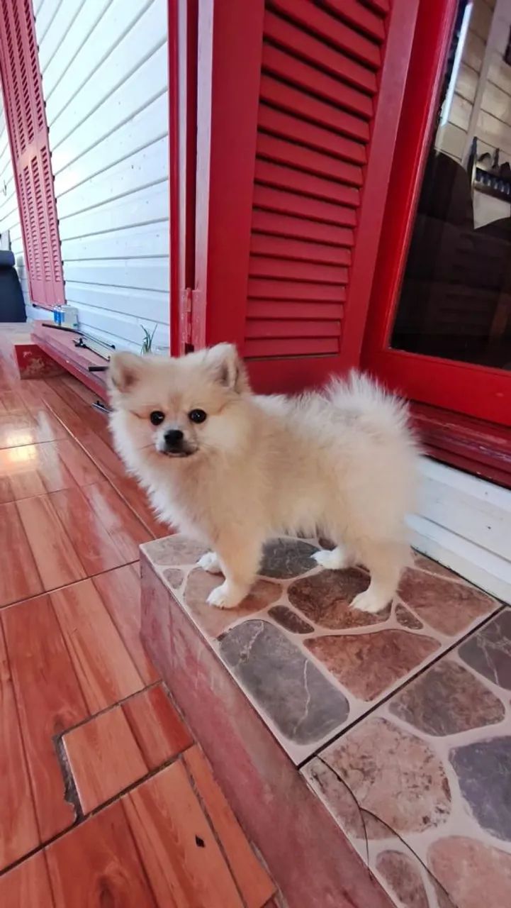 Spitz Alemão mini  - Foto 5