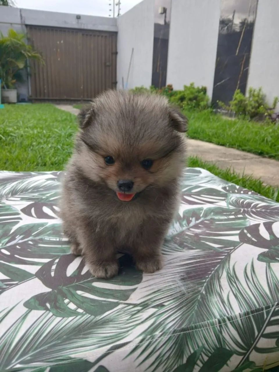 Spitz Alemão  - Foto 2