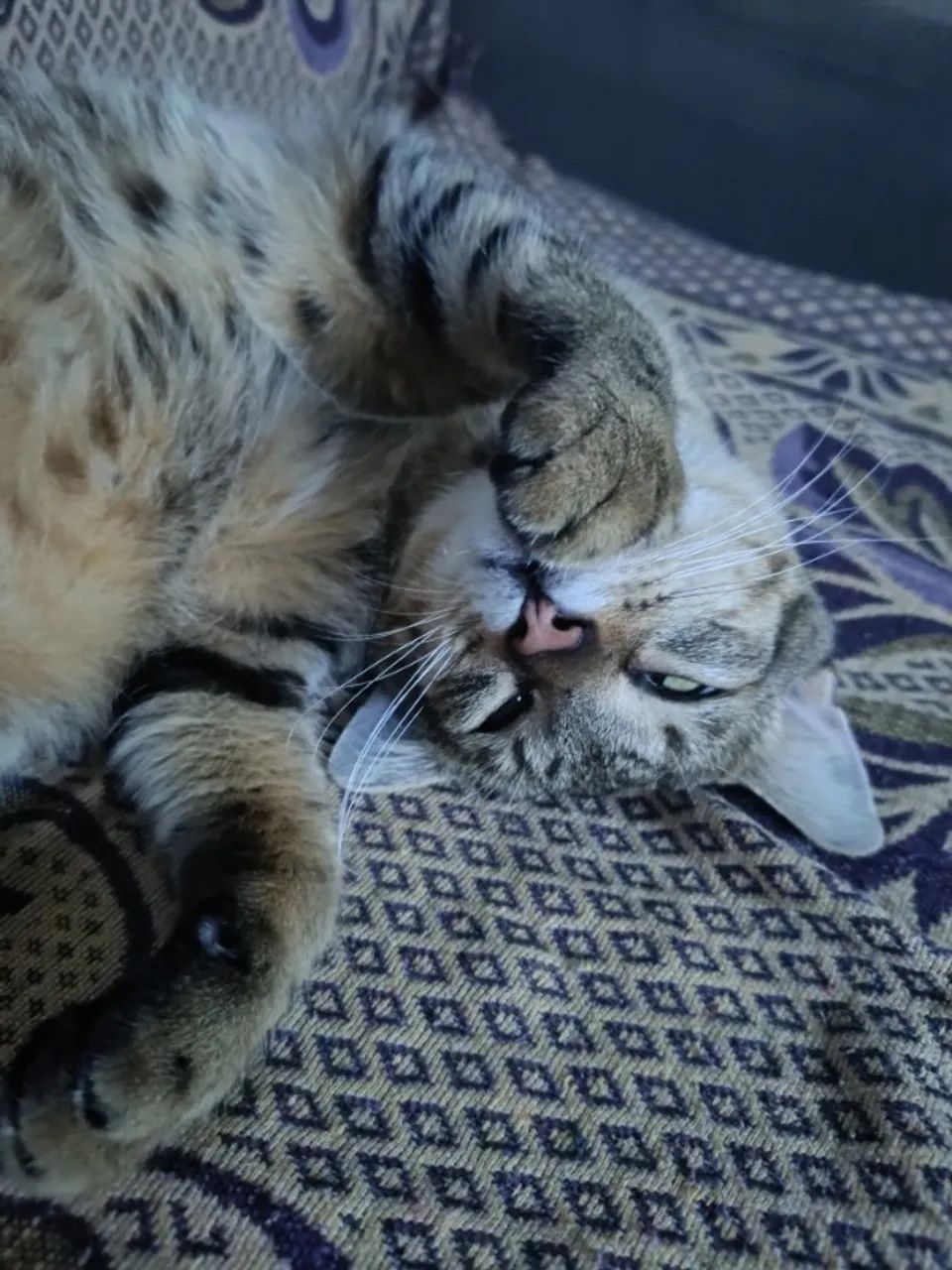 Adoção responsável  - Foto 5