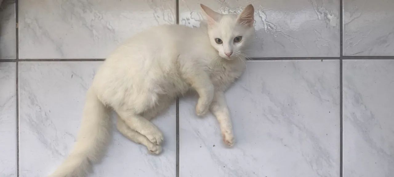 Doação gato macho - Foto 2