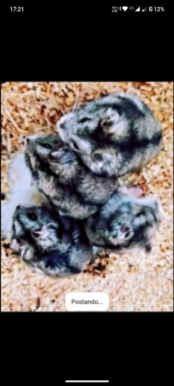 Filhotes hamsters chinês ,sírio ,anão russo e gerbil  - Foto 5