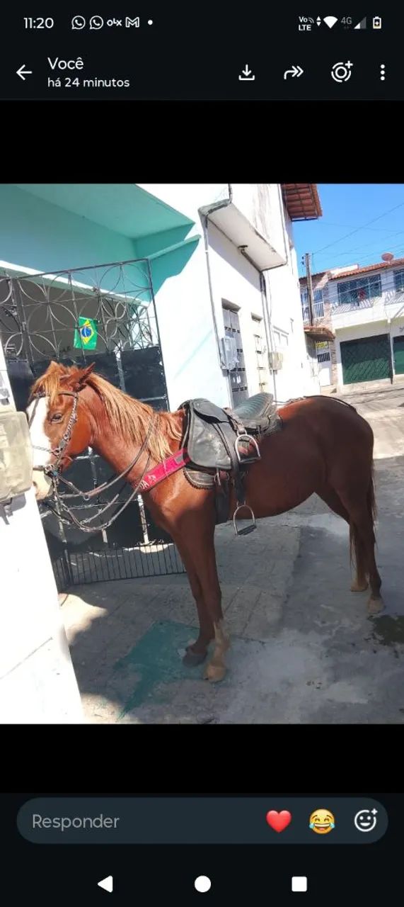 Cavalo