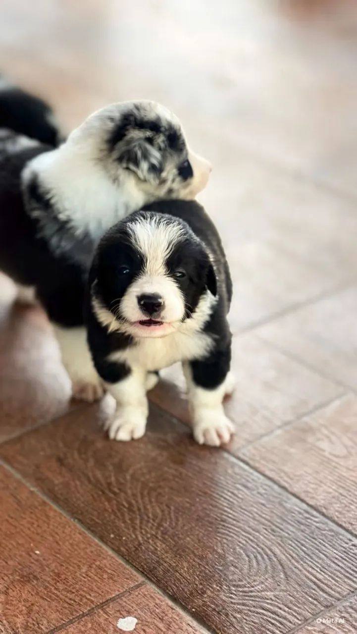 BORDER COLLIE  - Foto 3