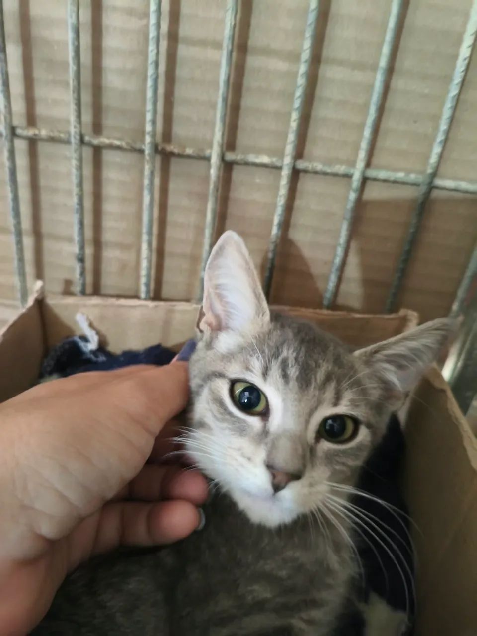 Gatinhos para adoção responsável  - Foto 3