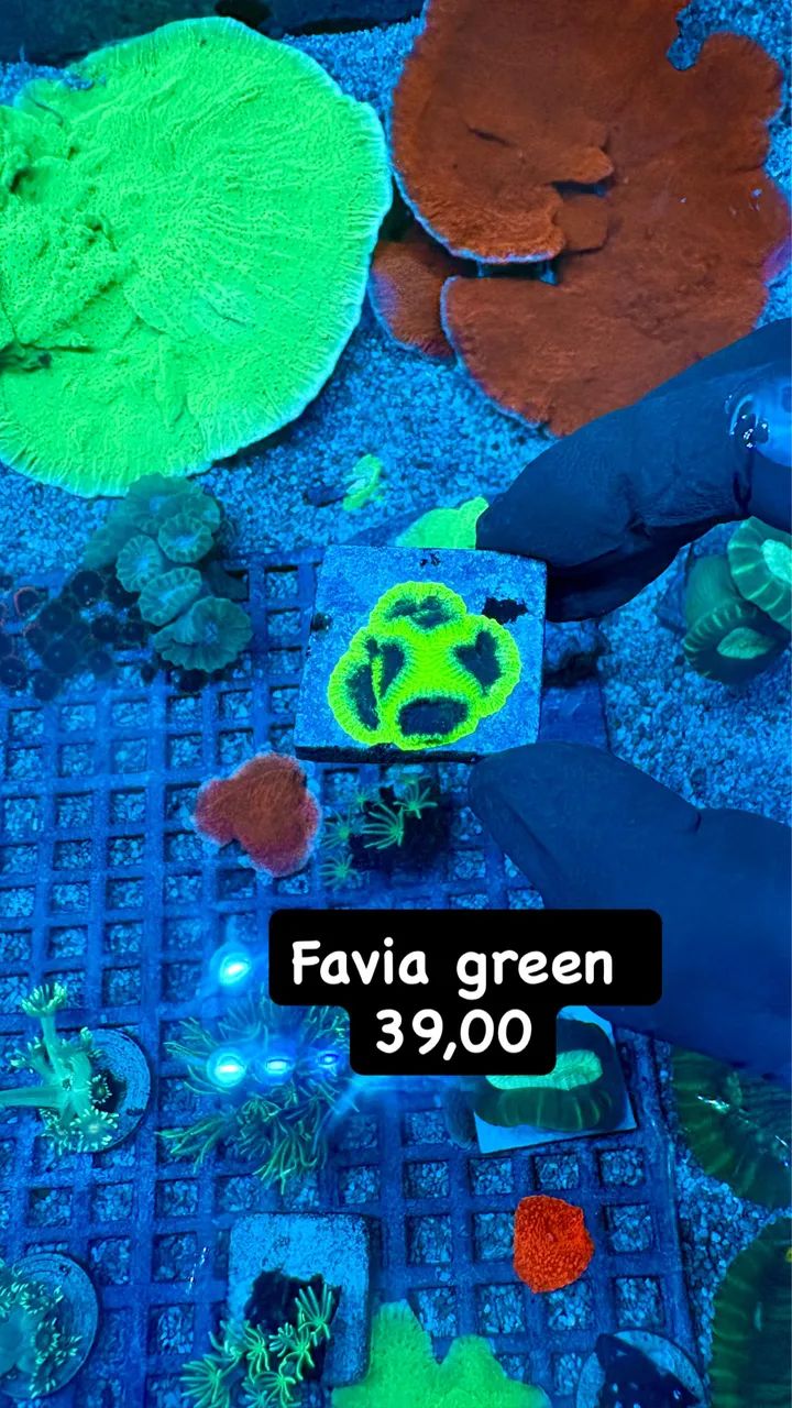 Aquário marinho - Foto 5