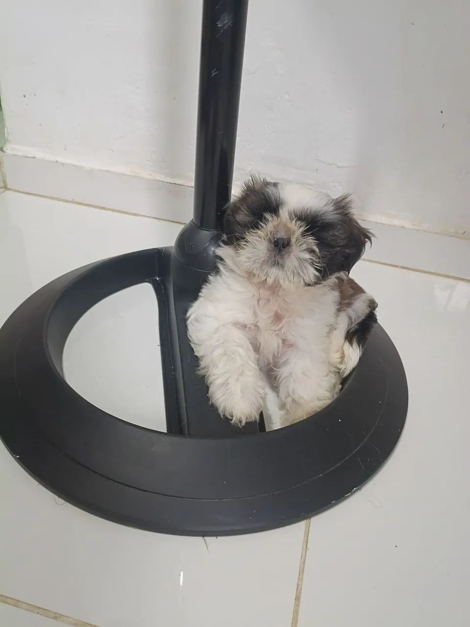 Shitzu - Foto 3