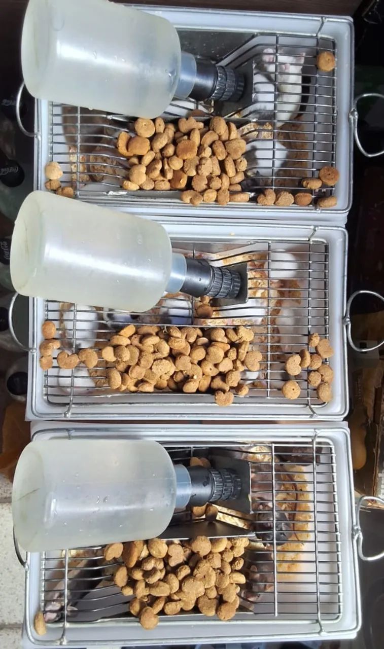 Camundongos - Foto 2