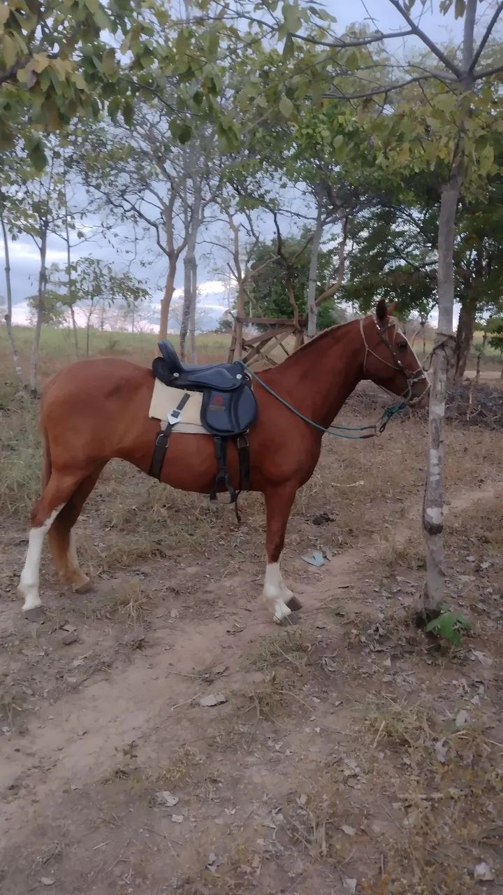 Égua para cavalgada e trabalhos no campo  - Foto 2