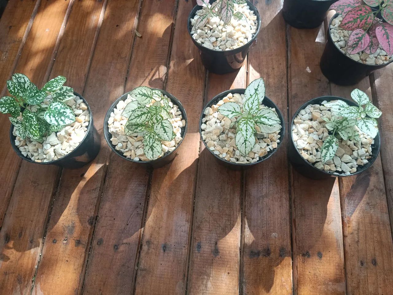 Lindas Mudas de Planta Confete no Vaso - Foto 4