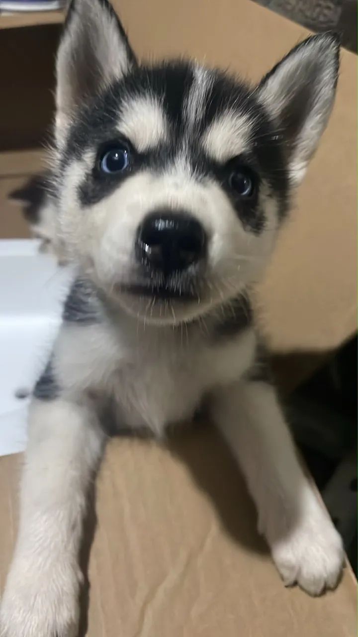 Husky siberiano (2 meses)