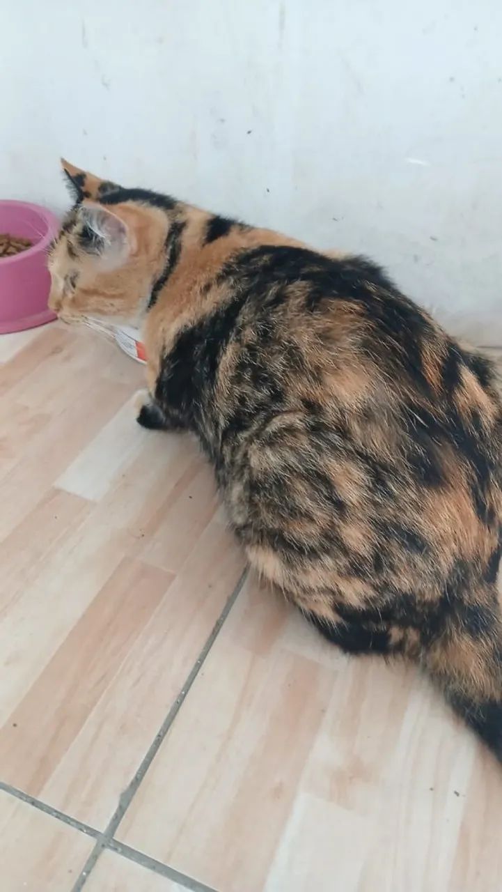 Adoção gatinha castrada - Foto 2