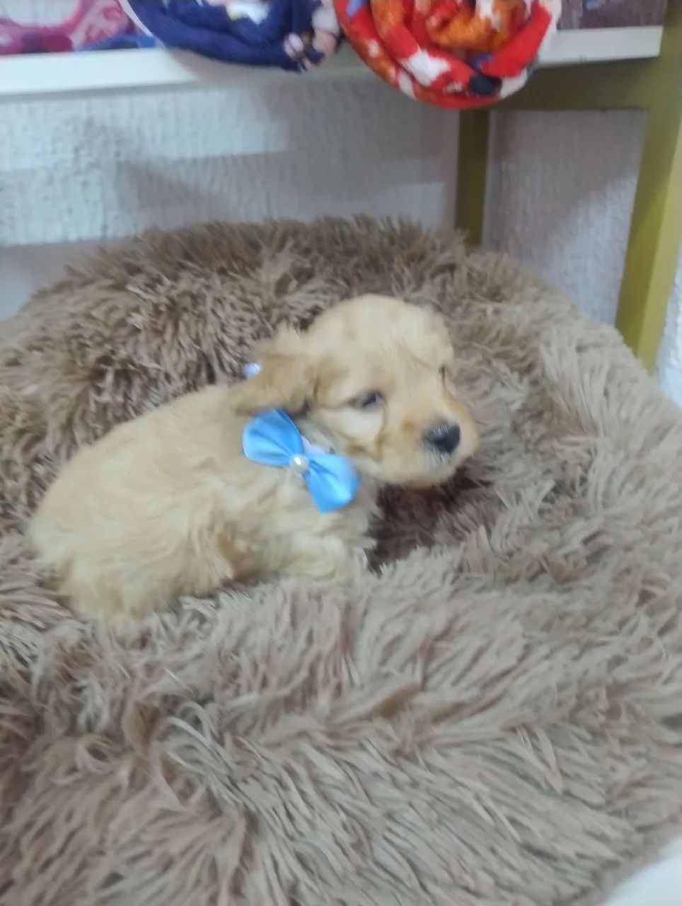 Poodle  - Foto 4
