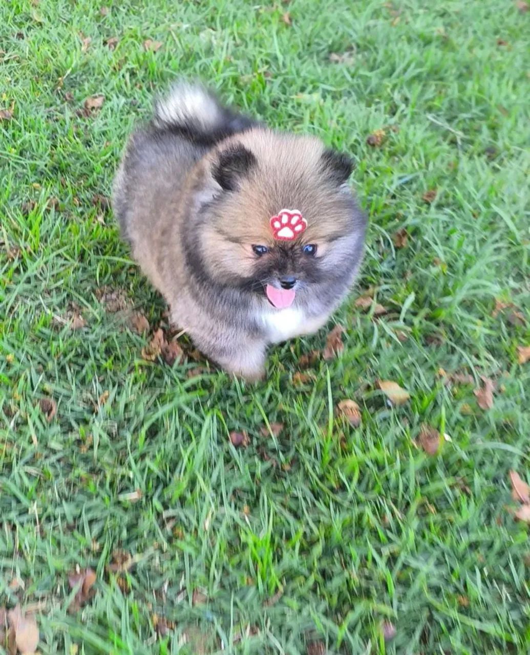 Spitz alemão 
