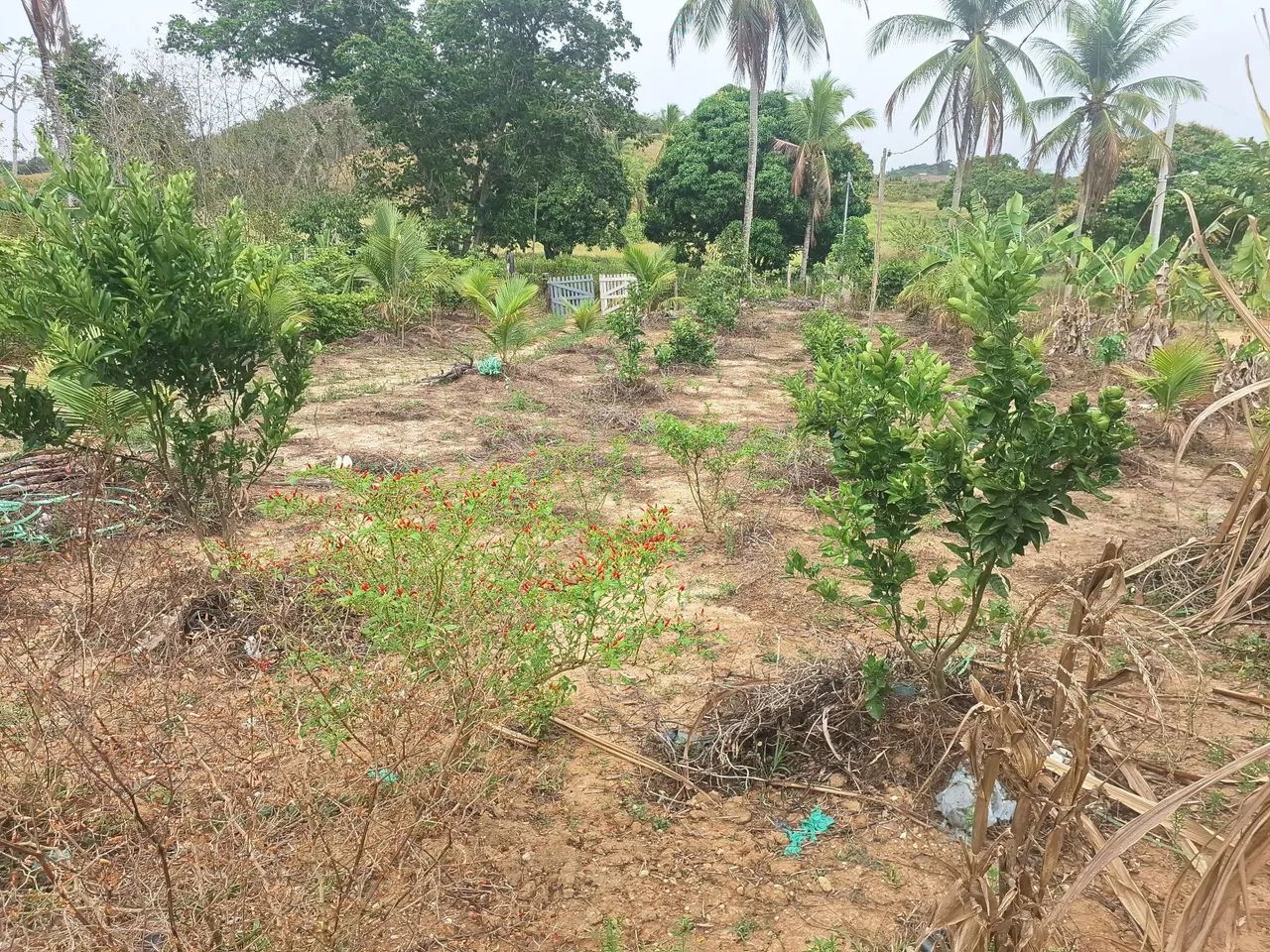 More em um pedacinho do Paraíso  - Foto 3