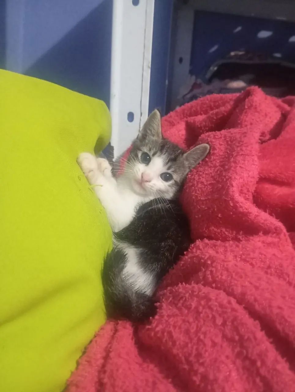Gato macho para adoção  - Foto 3