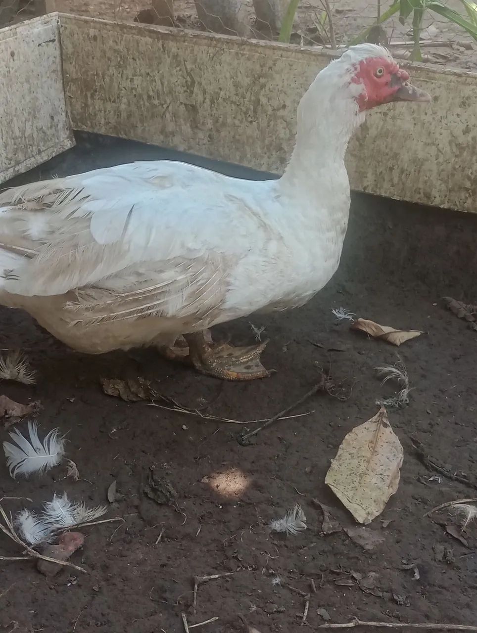Pato e pata 