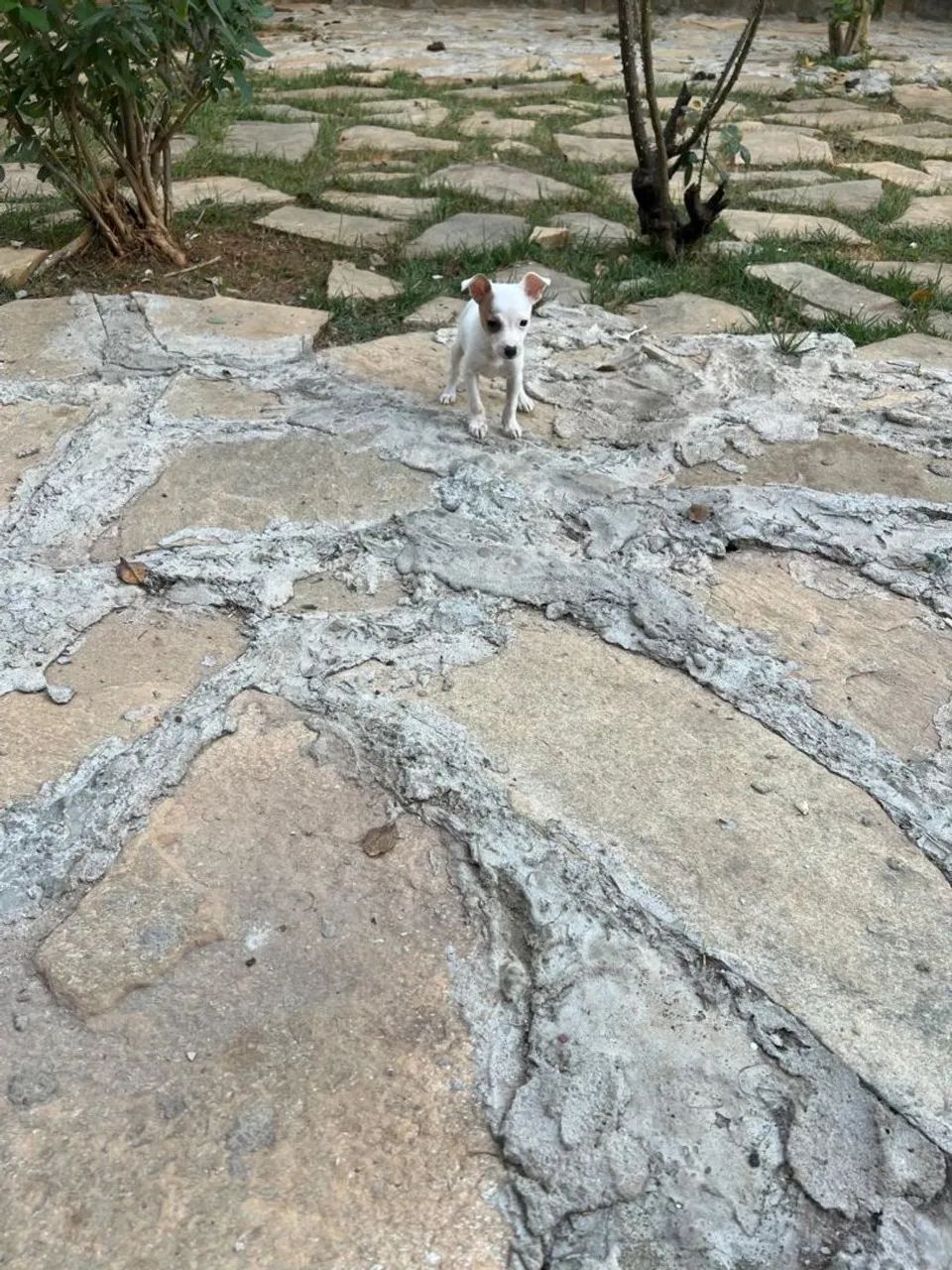 Pinscher macho 