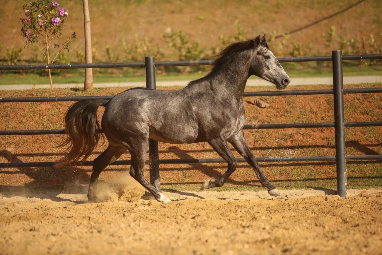 CAVALO QUARTO DE MILHA - Foto 4