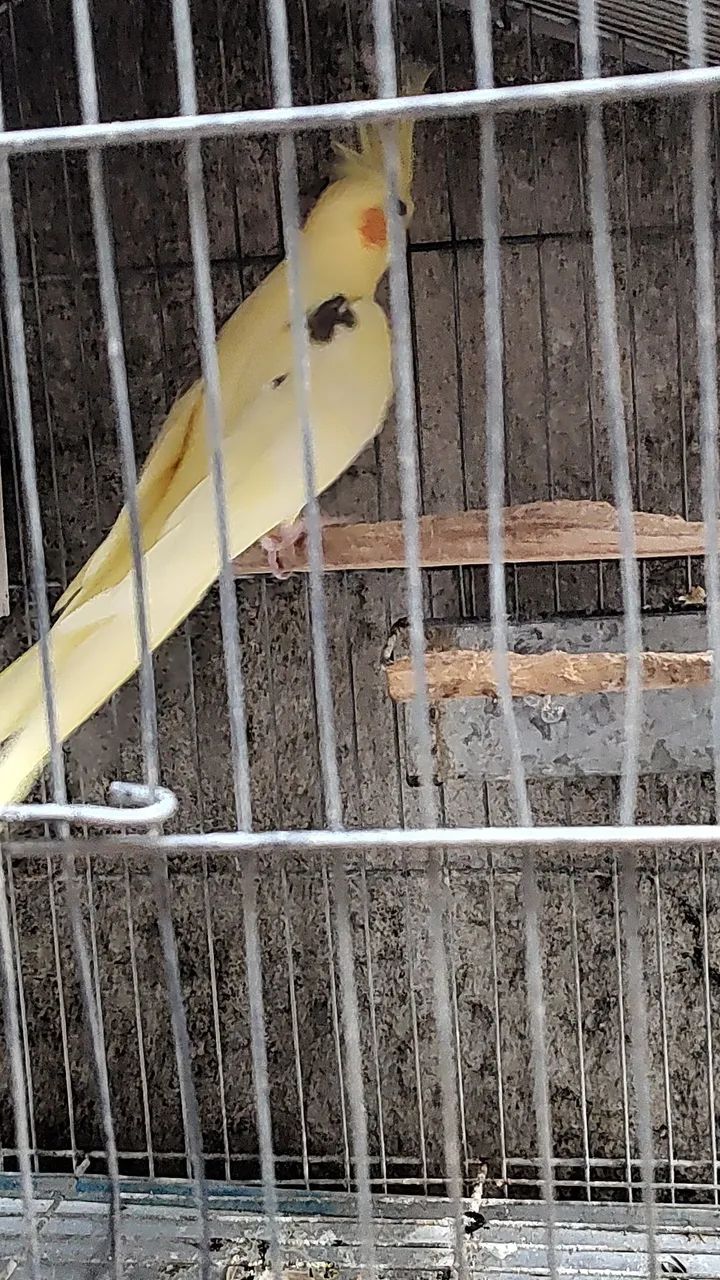 gaiolas e viveiros  - Foto 2