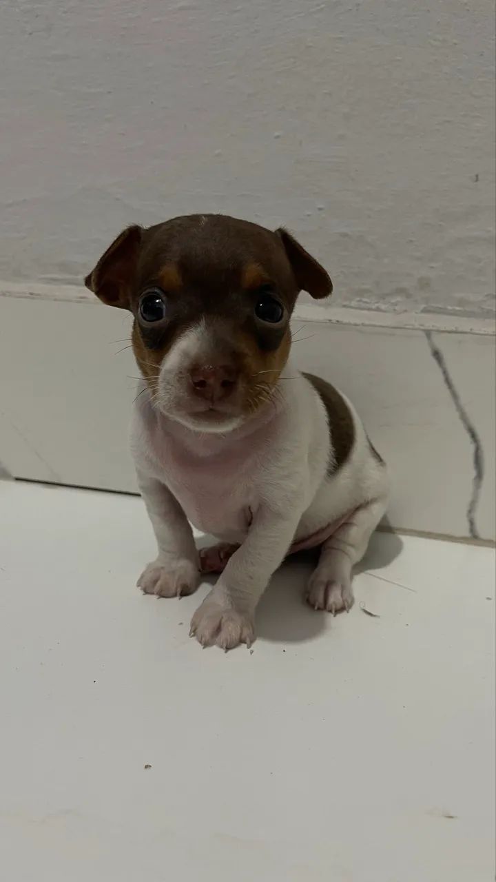 Filhote Pinscher macho - Foto 3