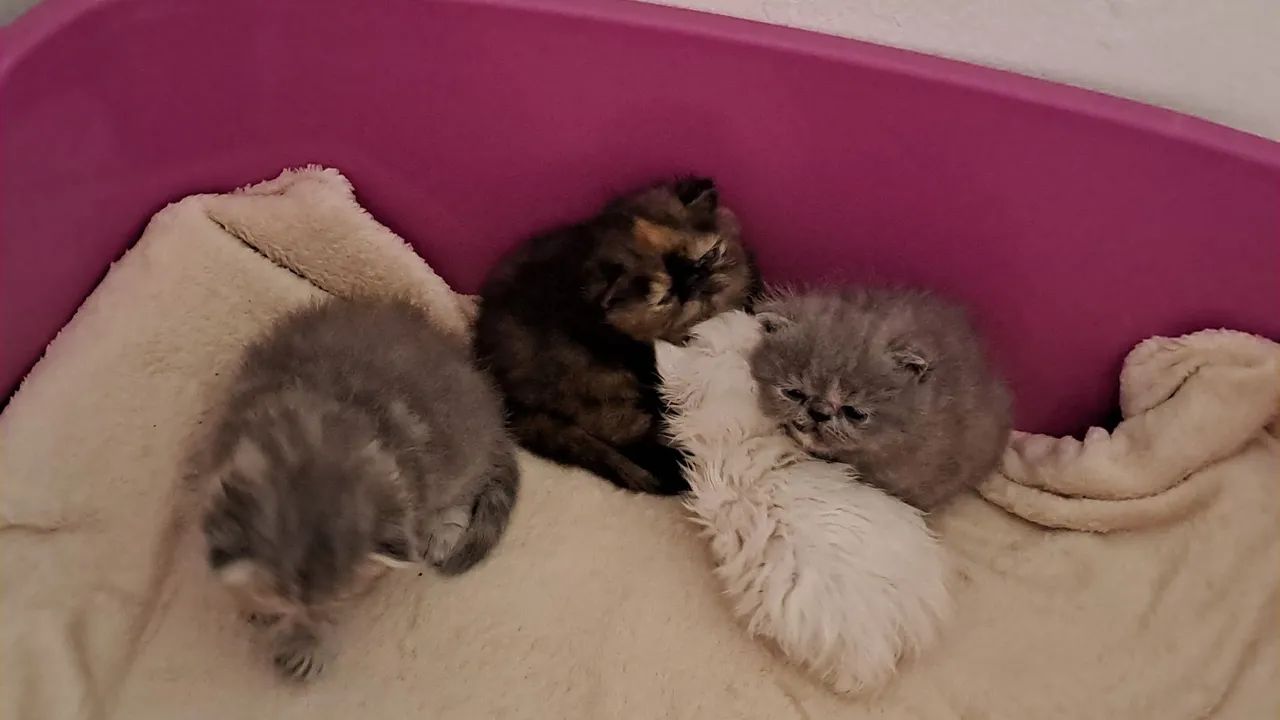 PET - Foto 2