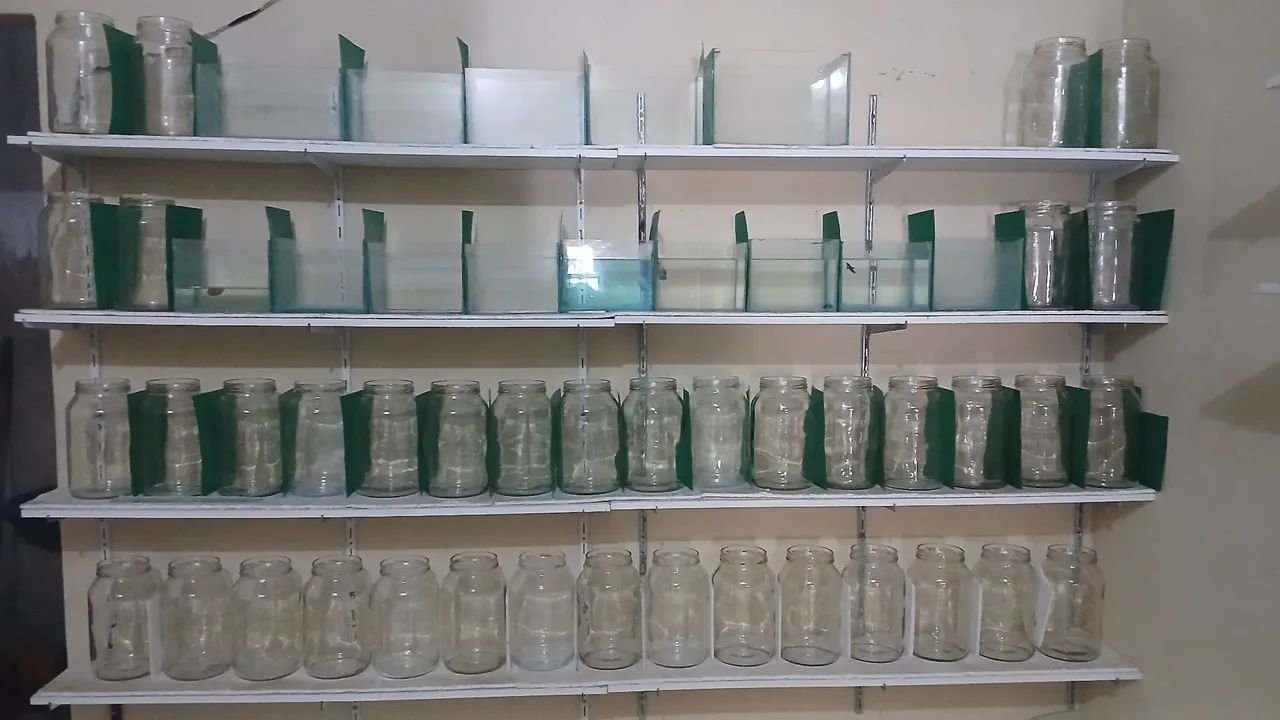 Aquários  - Foto 2