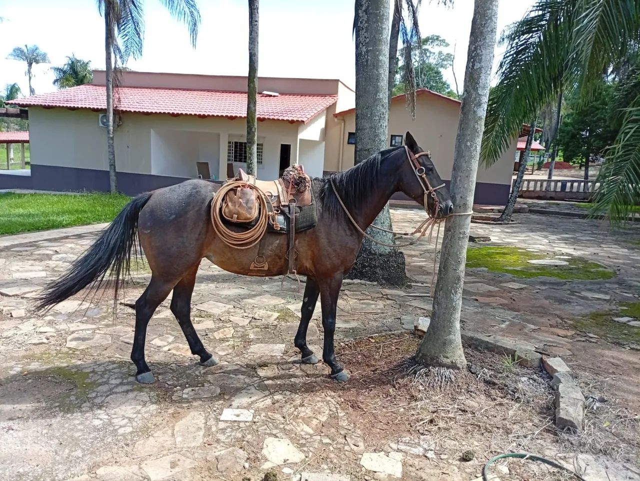 Égua 
