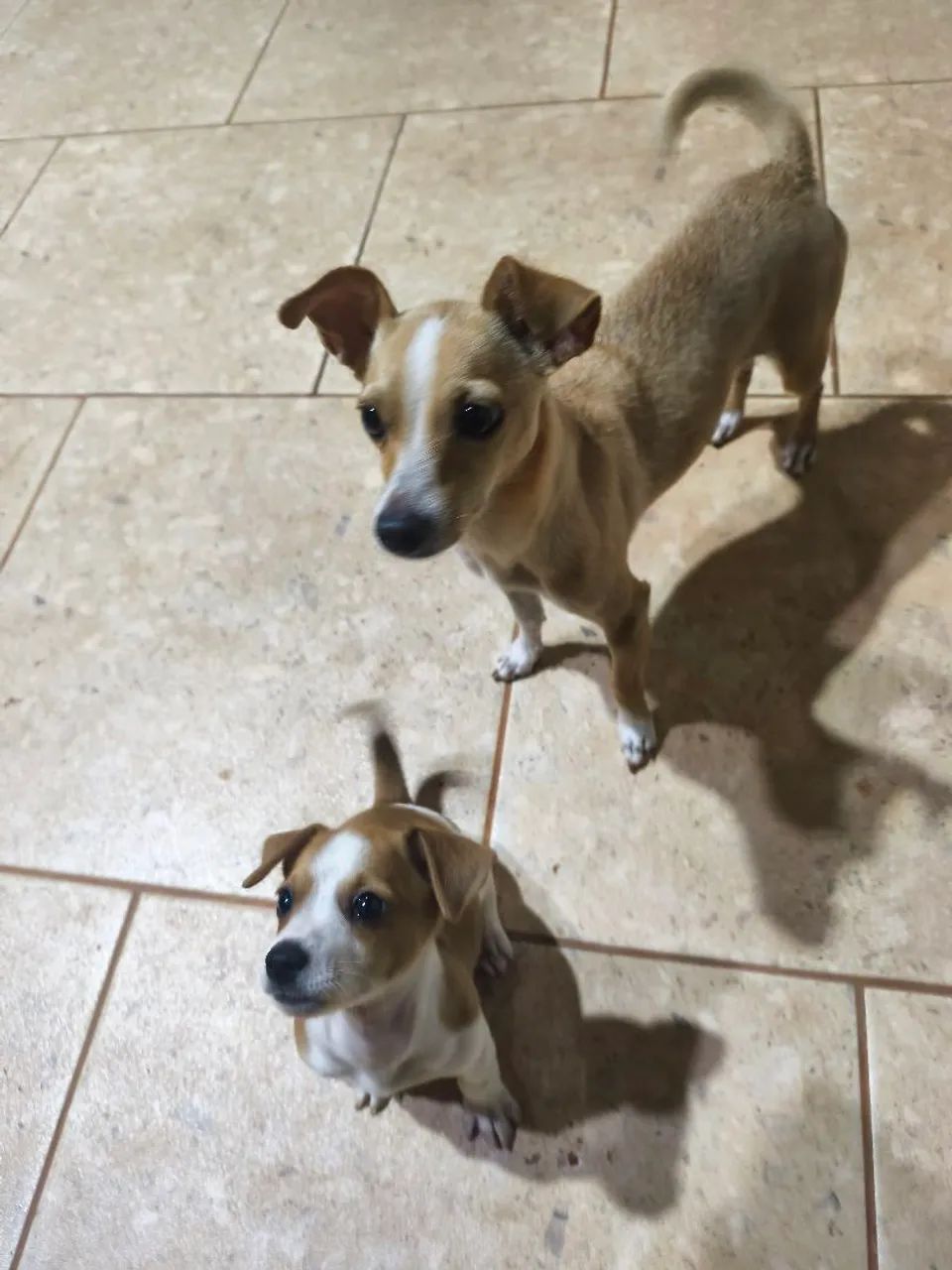 Doação de cachorrinho de pequeno porte - Foto 3