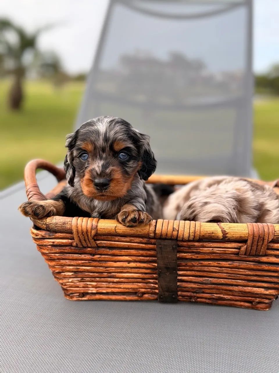 Dachshund Pelo Longo  - Foto 2
