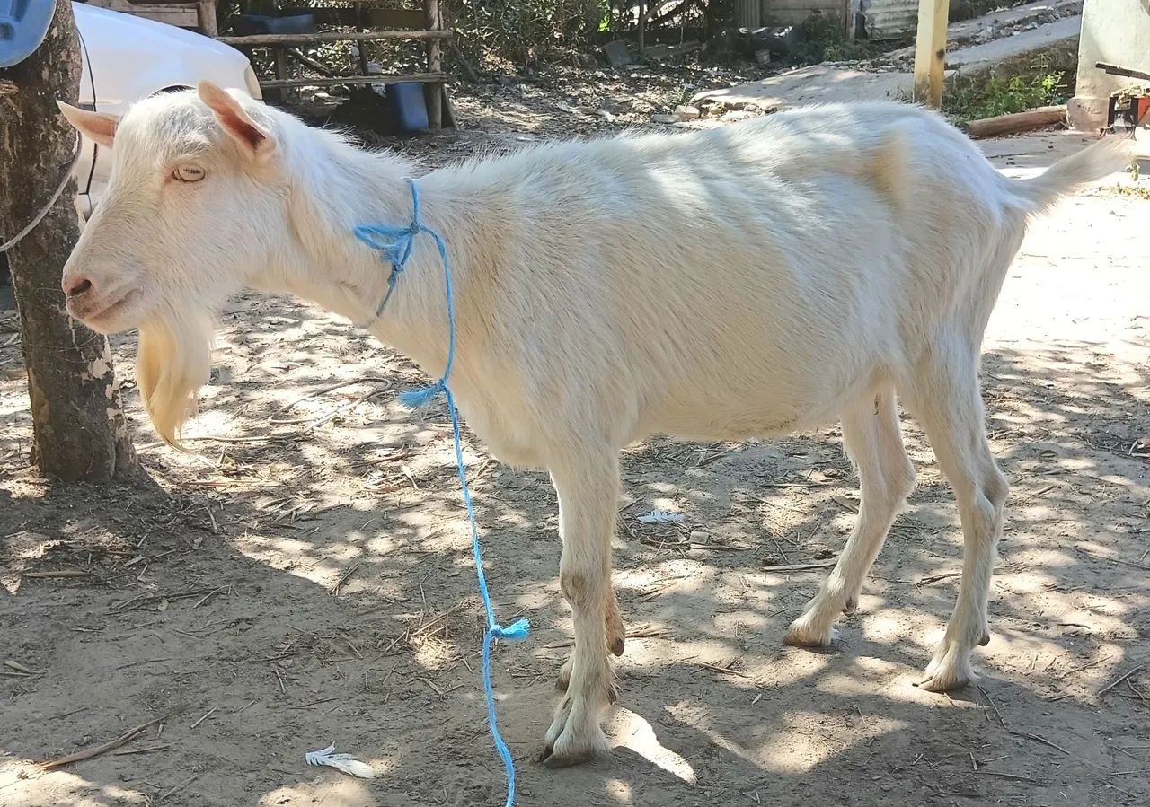 Cabra e cabrito  - Foto 3