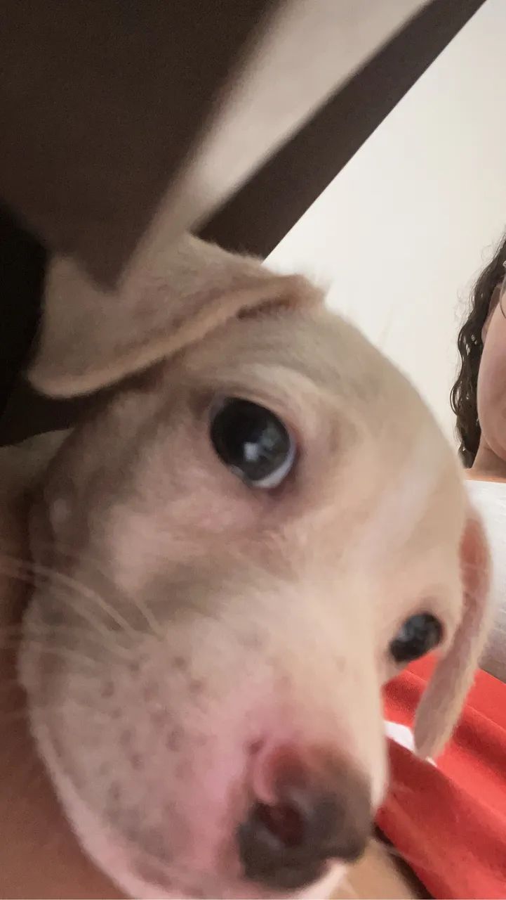 cachorrinha dócil - Foto 2