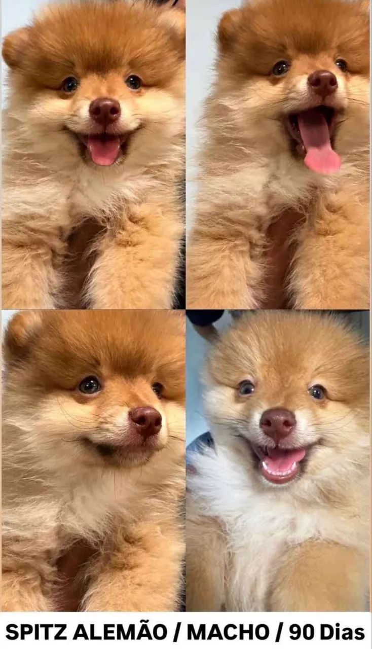 Doação de spitz alemão - Foto 3