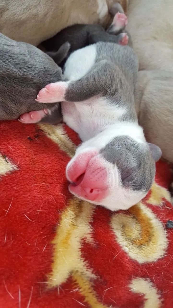 Filhotes Pit bull - Foto 2