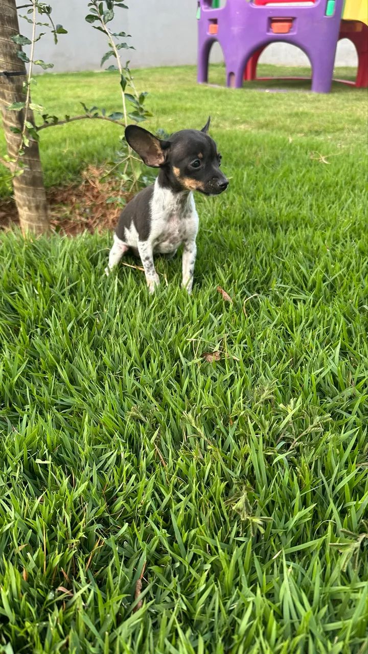 Pinscher 0 machos e fêmeas - Foto 4