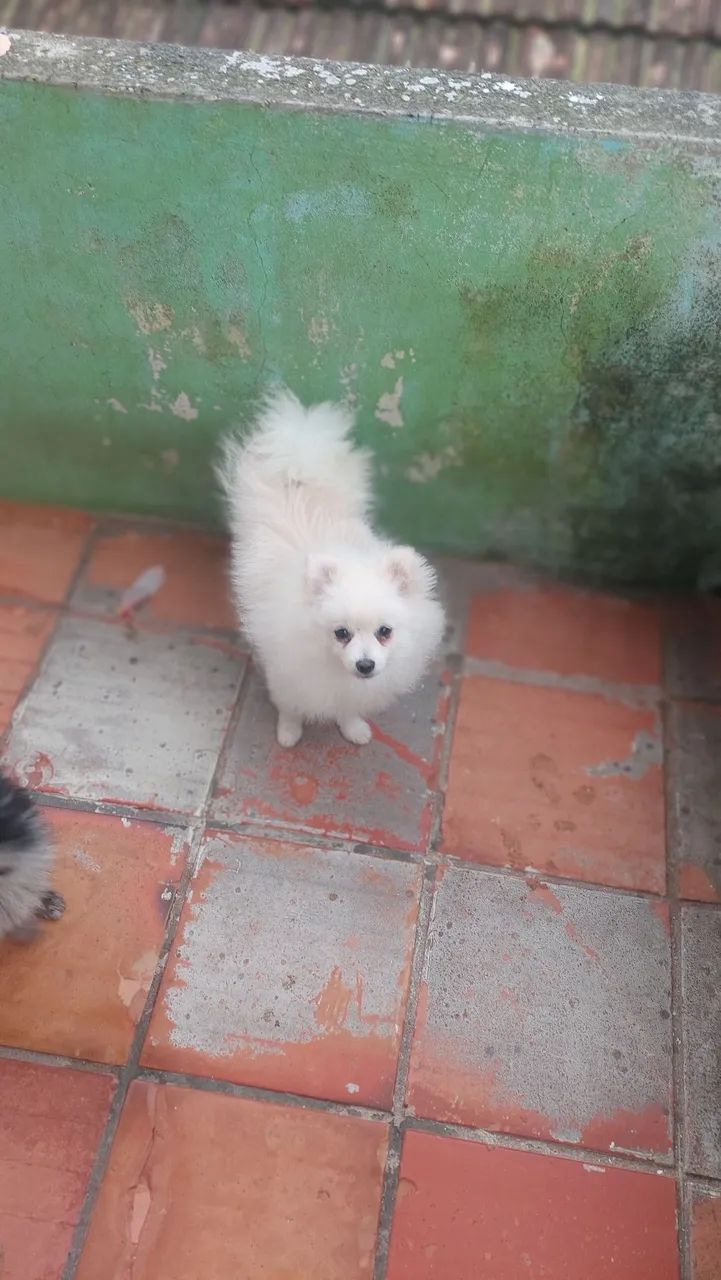 Cão  - Foto 3